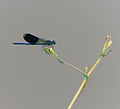 Gebänderte Prachtlibelle - Calopteryx splendens, Männchen