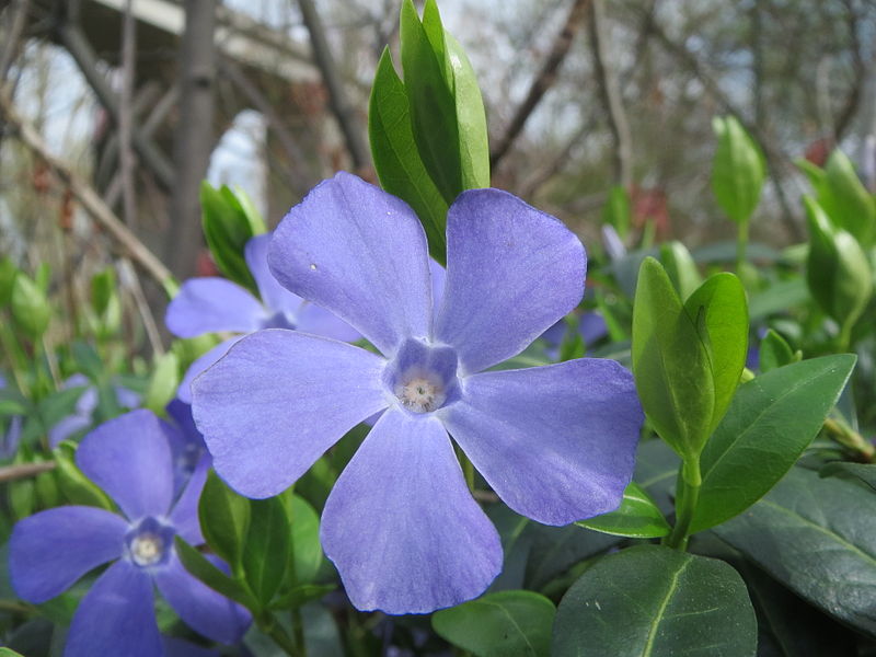 File:20140319Vinca minor2.jpg