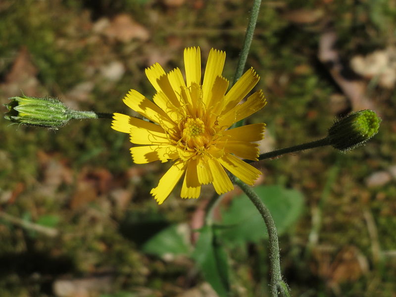 File:20150513Hieracium murorum2.jpg