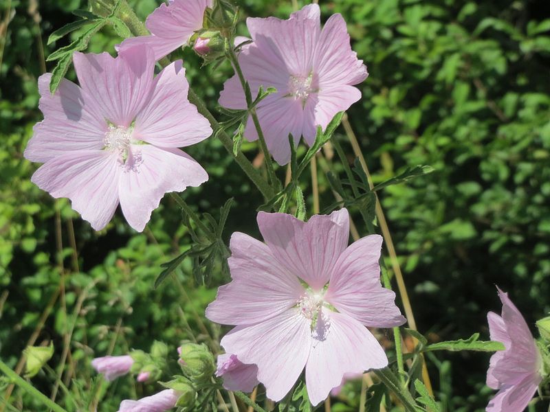 File:20160719Malva alcea5.jpg