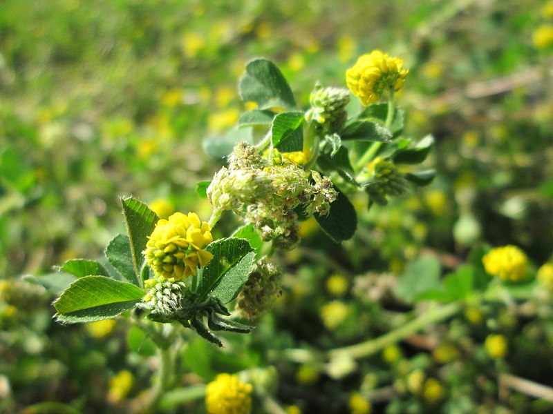 File:20180505Medicago lupulina3.jpg