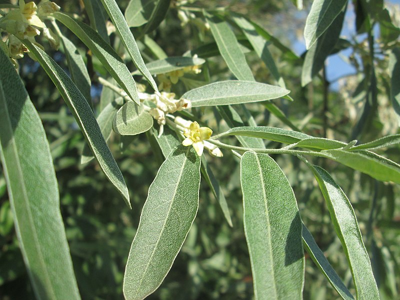 File:20180525Elaeagnus angustifolia2.jpg