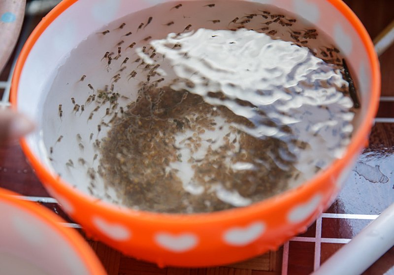 File:2020-11-18 Jungfische in einer Tilapia-Zucht in Gleno, Ermera.jpg