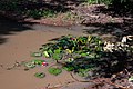 * Nomination Water lilies on the pond of the Heiligengraben in the state forest Saarbrücken --FlocciNivis 19:34, 17 April 2023 (UTC) * Promotion  Support Good quality. --Rjcastillo 05:33, 18 April 2023 (UTC)