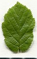 * Nomination Corylus avellana. Leaf adaxial side. --Knopik-som 03:17, 14 July 2021 (UTC) * Promotion  Support Good quality -- Johann Jaritz 03:30, 14 July 2021 (UTC)