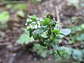 Veronica serpyllifolia