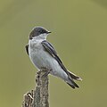 * Nomination Tree Swallow, perched. Keeney Cove, Glastonbury, CT USA --Pdanese 02:01, 06 May 2024 (UTC) * Promotion  Support Good quality. --Bgag 03:06, 6 May 2024 (UTC)