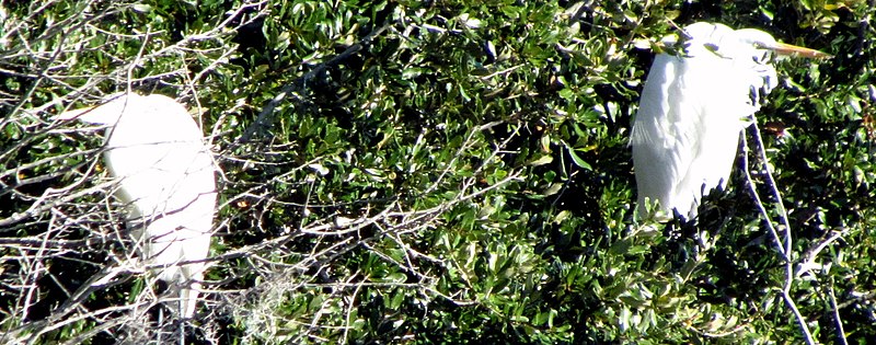 File:21 Egrets Beaufort SC 6403 (12367951294).jpg