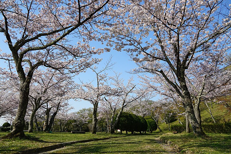 File:230401 Settsukyo Sakura Park Takatsuki Osaka Japan01s3.jpg