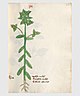 236 Auslasser Euphorbia verrucosa.jpg