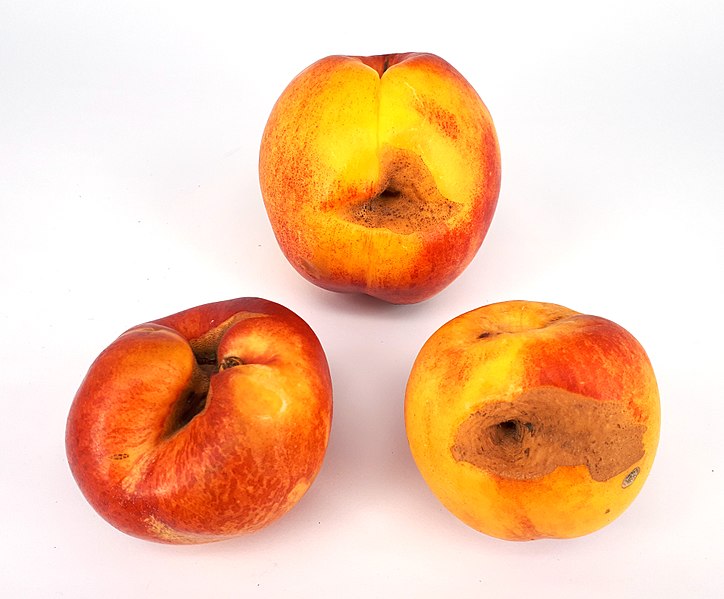 File:3 x Nectarine hole scab 2017 B.jpg