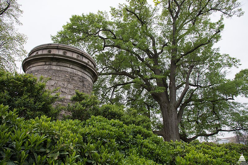 File:5 Original Olmsted Trees (28474899233).jpg