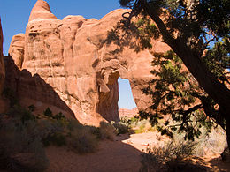 Pine Tree Arch