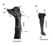 Pterygoid of the "Whiskey Creek plotopterid", cf. ?Klallamornis clarki. 86869 Pterygoid.png