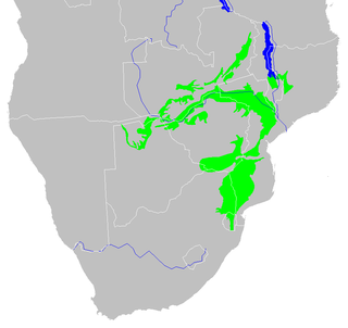 Zambezian and mopane woodlands