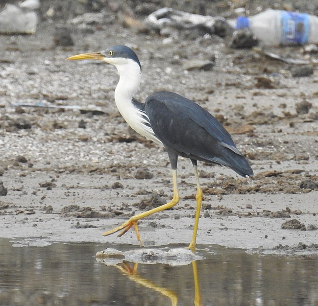 File:A Pied Heron steps along the polluted edge of a puddle at Lake Tasitolu.jpg