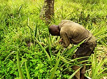 Harvesting pineapple in the Kasai region A Pineapple Farmer in Congo (DRC).jpg