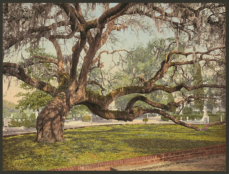 File:A live oak in Magnolia Cemetery, Charleston, S.C-LCCN2008678269.jpg