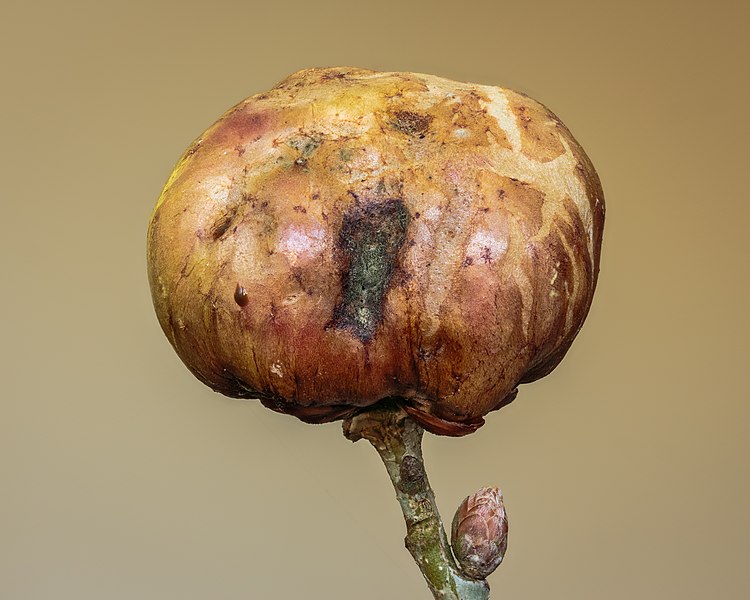 File:Aardappelgal veroorzaakt door de aardappelgalwesp. 22-05-2022. (d.j.b) 01.jpg