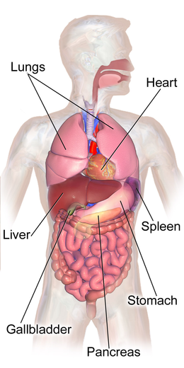 Ilustracija anatomije torza