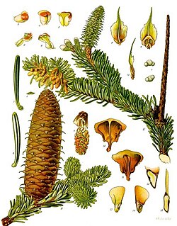 Abies alba - Köhler-s Medizinal-Pflanzen-001.jpg