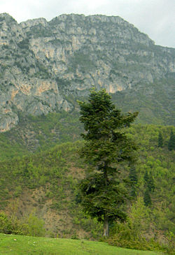 Abies borisii-regis i Albanien.