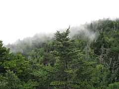 Description de l'image Abies fraseri Grandfather Mountain.jpg.