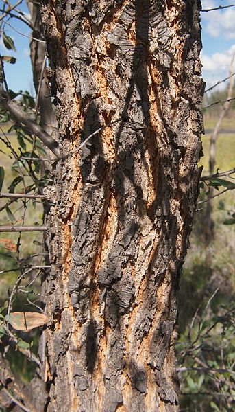 File:Acacia excelsa bark.jpg