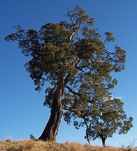 Acacia heterophylla 3.JPG