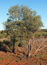 Vignette pour Acacia kempeana