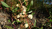 Acacia myrtifolia flowers and foliage Acacia myrtifolia (5914960919).jpg