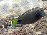 Acanthurus tennentii Maldivas.jpg