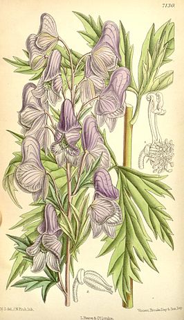 Aconitum fischeri