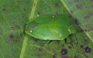 Green stink bug Species of true bug