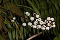 Actaea rubra