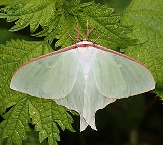 <i>Actias aliena</i> Species of moth