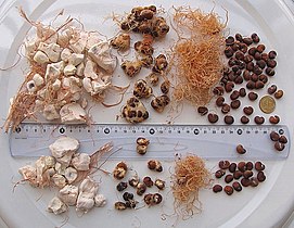 Adansonia digitata-seeds and fruit pulp detail