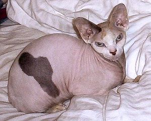 Adult female Sphinx cat