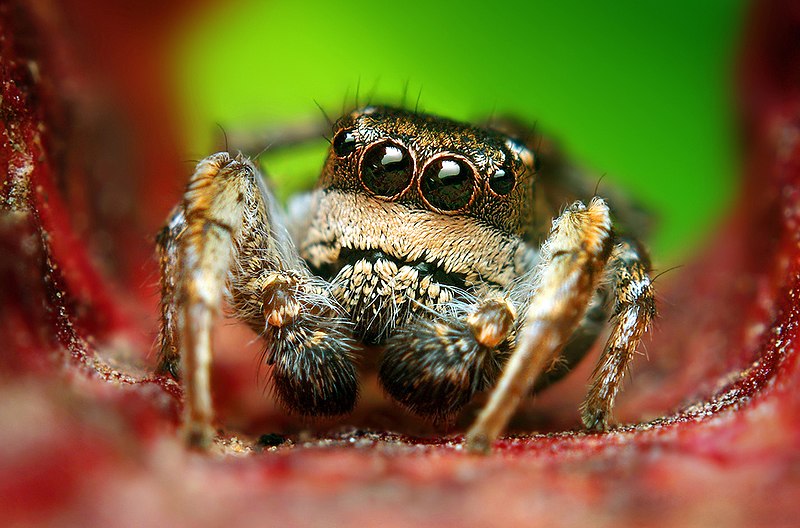 File:Adult Male Habronattus cognatus Jumping spider.jpg