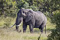 * Nomination African bush elephant (Loxodonta africana) male --Charlesjsharp 17:20, 13 May 2024 (UTC) * Promotion  Support Good quality. --Velvet 06:12, 14 May 2024 (UTC)