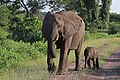 African bush elephants (Loxodonta africana) female with six-week-old baby.jpg
