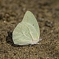 * Nomination African migrant (Catopsilia florella) male --Charlesjsharp 11:46, 18 December 2021 (UTC) * Promotion  Support Good quality.--Horst J. Meuter 13:35, 18 December 2021 (UTC)