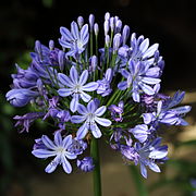 Agapanthus praecox