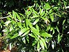 Agathis borneensis - feuilles.JPG