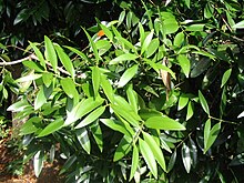 Agathis borneensis - feuilles.JPG