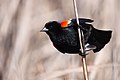 A red-winged blackbird clutching a rush in Point Pelee National Park.