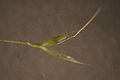 Agrostis avenacea spikelet26 (8684407985).jpg