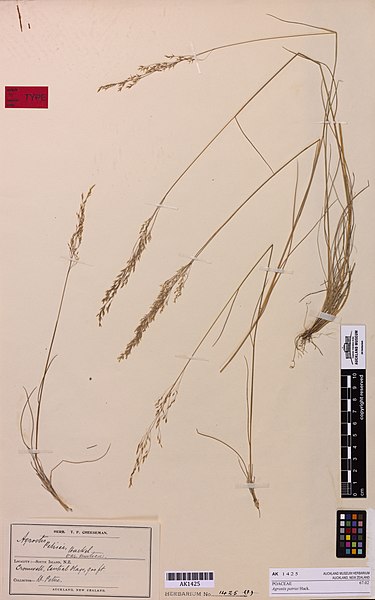 File:Agrostis petriei Hack. (AM AK1425).jpg