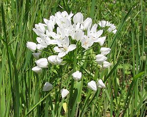 Neapolitan leek (Allium neapolitanum)