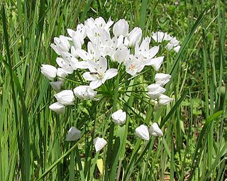 <i>Allium neapolitanum</i> Species of plant